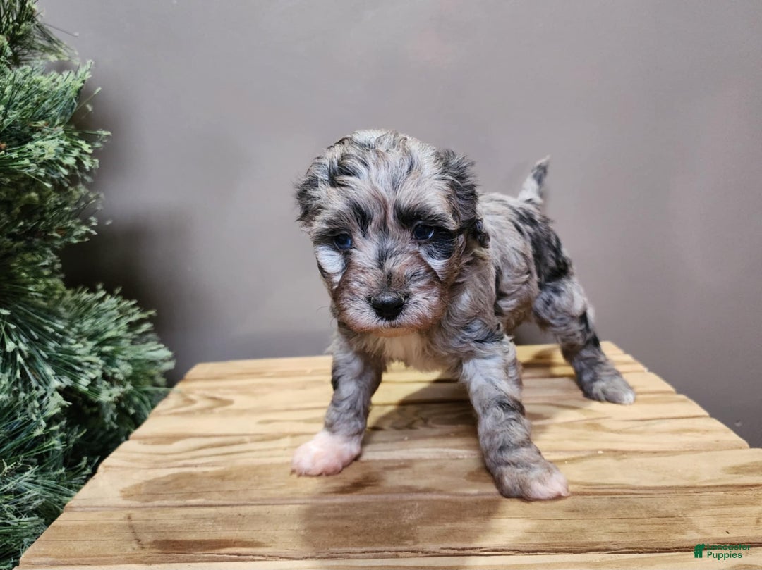 Mini Bernedoodle dogs for sale: Angel - Ad 13