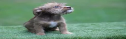 Mixed Breed dogs for sale: Female - Ad 2