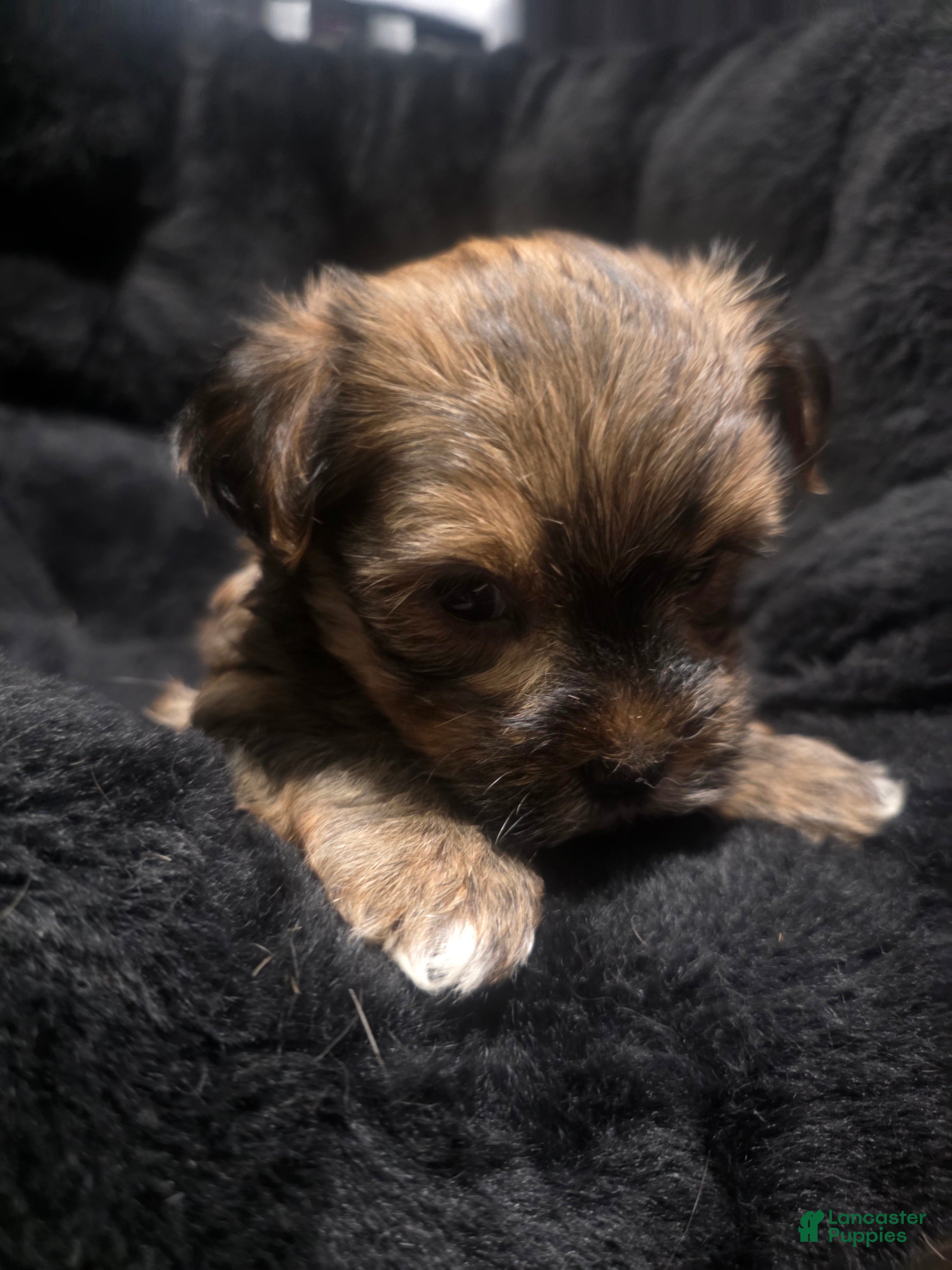 Morkie dogs Morkie 2 - Ad 1