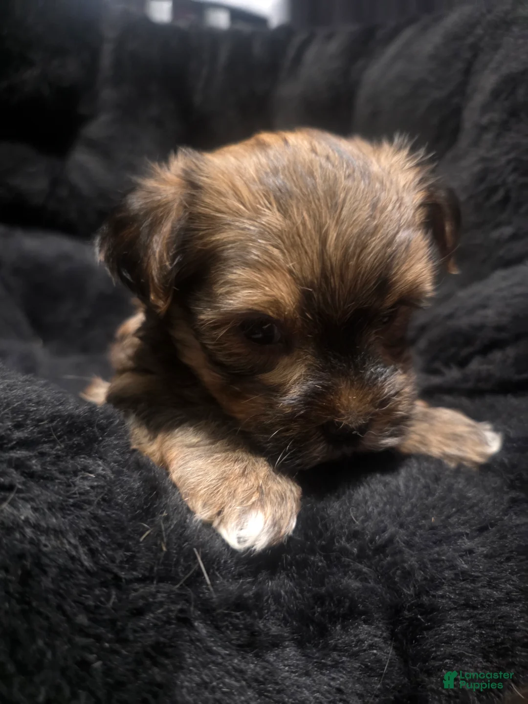 Morkie dogs for sale: Morkie 2 - Ad 1