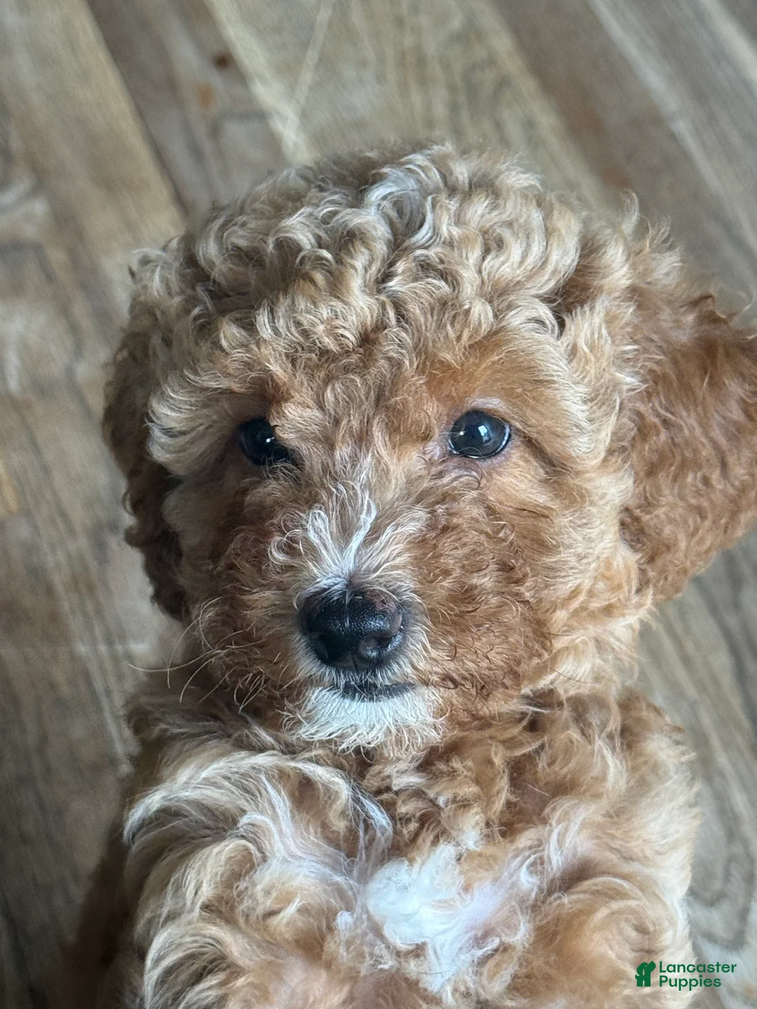 Miniature Poodle dogs for sale: Miniature Poodle 3 yellow collar - Ad 2