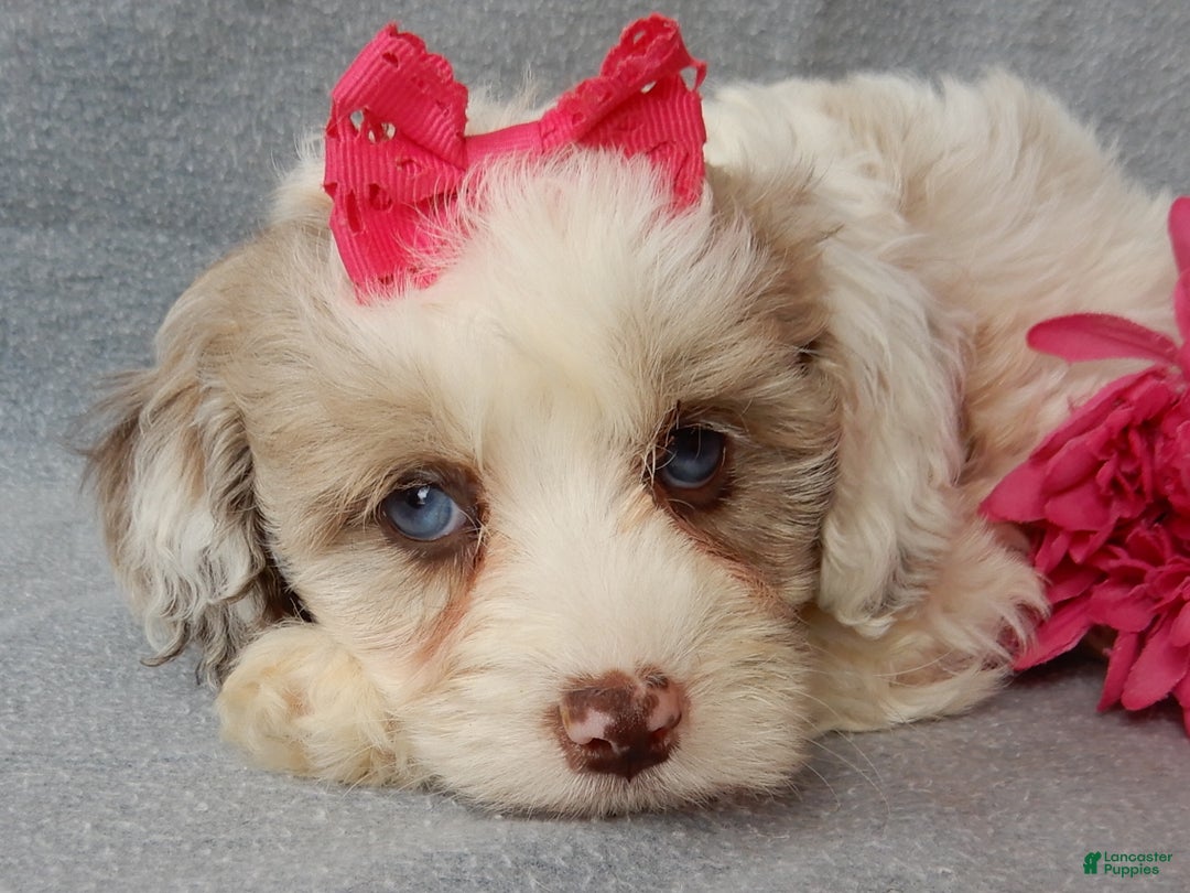 Cockapoo dogs for sale: Lauren - Ad 6