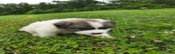 Great Pyrenees dogs for sale: Thomas - Ad 7