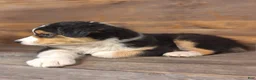 Australian Shepherd dogs for sale: Benjamin - Ad 5