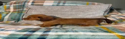 Miniature Dachshund dogs for sale: Jasper - Ad 8