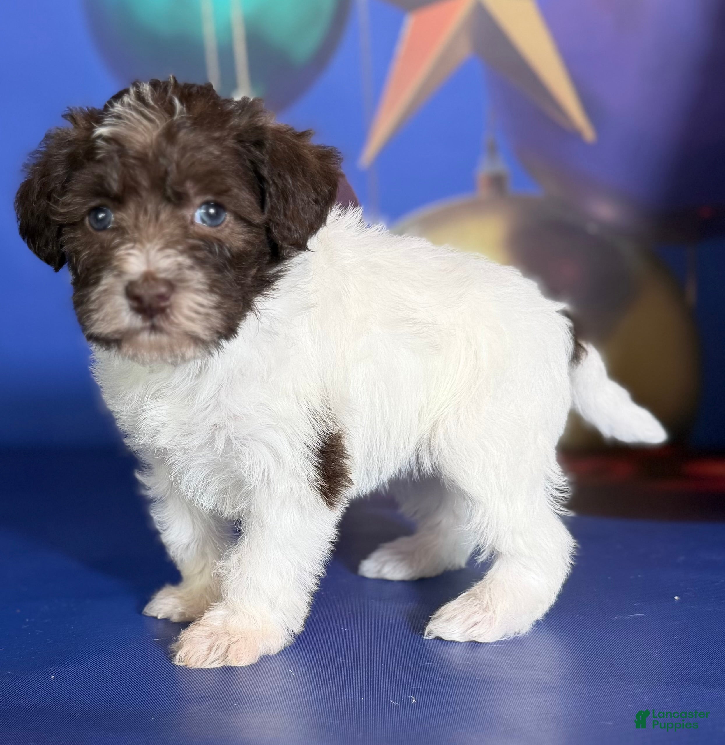 Schnoodle dogs Brandy - Ad 2