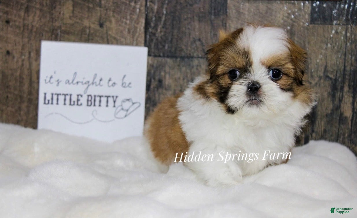 Shih Tzu dogs Winston  - Ad 39