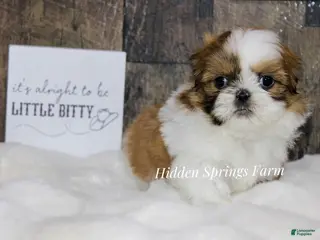 Shih Tzu dogs Winston - Ad 39