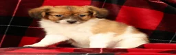 Papillon dogs for sale: Mason - Ad 4
