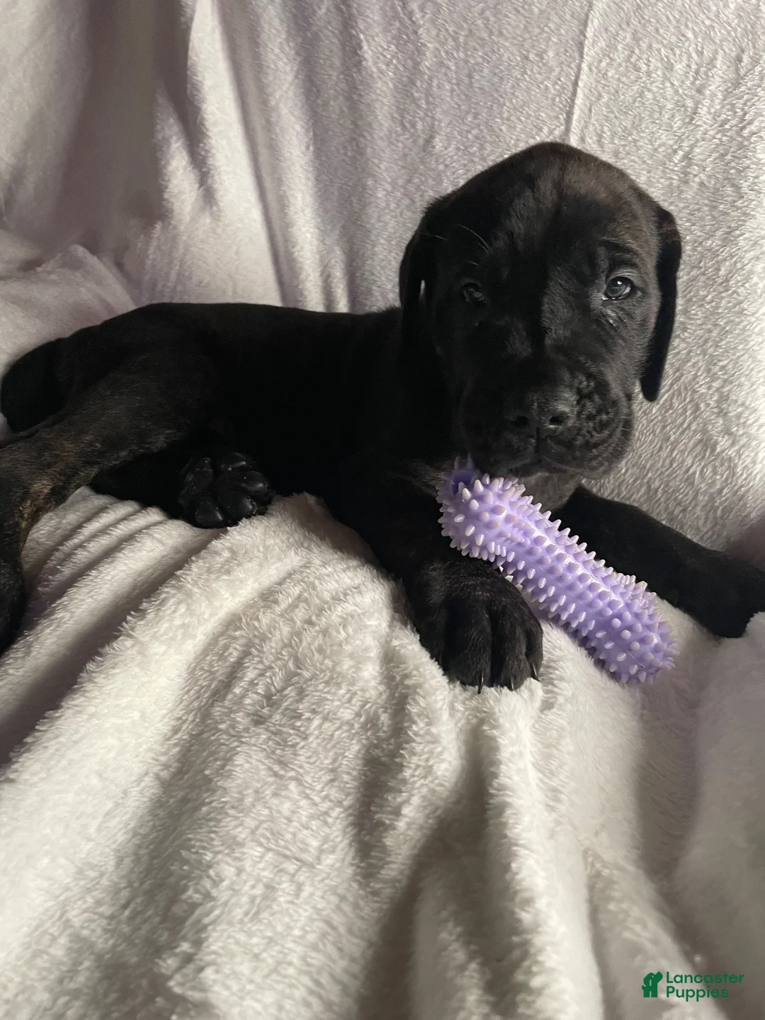Daniff dogs for sale: Daniff 2 - Ad 2