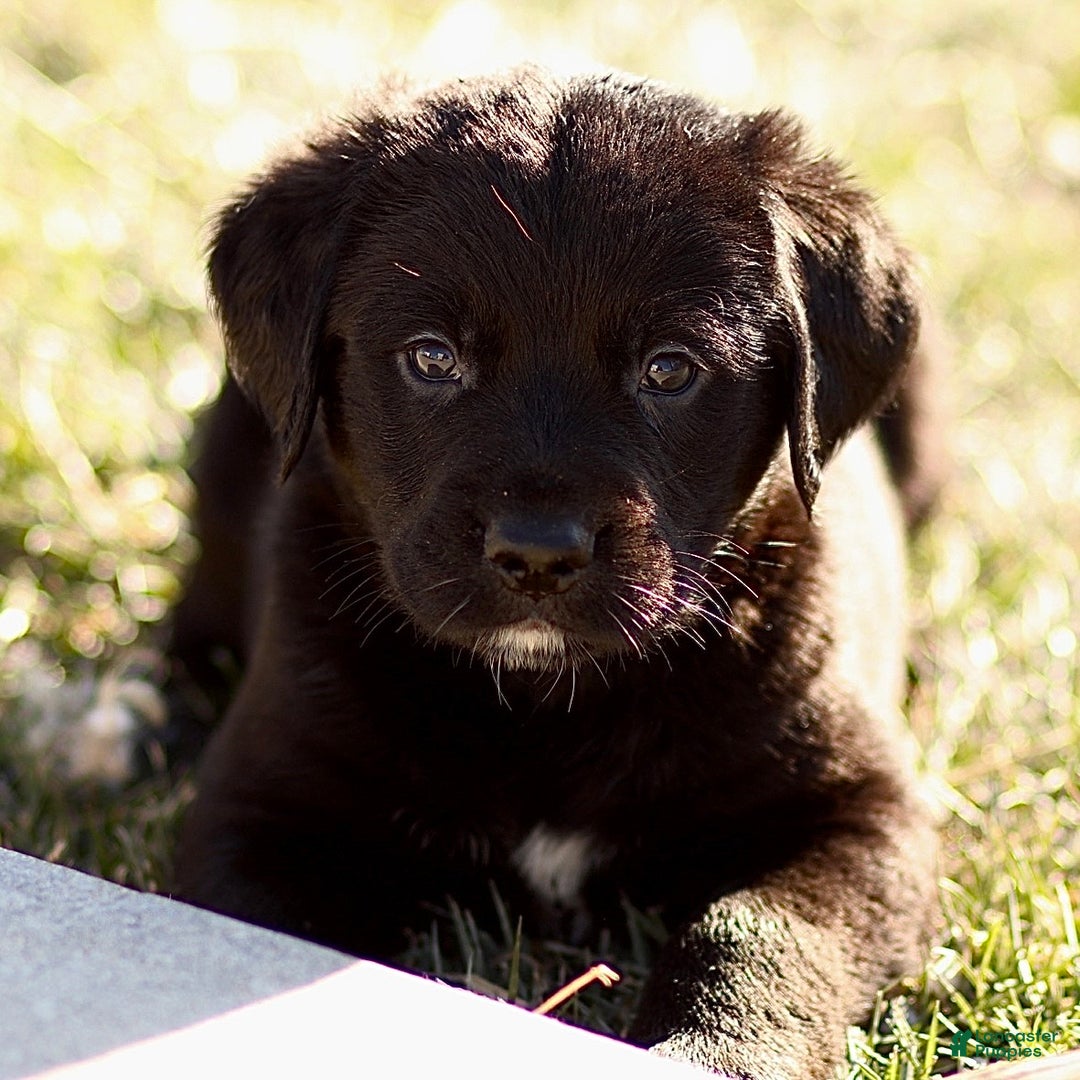 Mixed Breed dogs for sale: Lennox - Ad 4