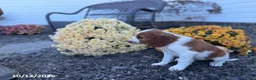 Welsh Springer Spaniel dogs for sale: Lori - Ad 22