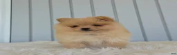 Pomeranian dogs for sale: Butterscotch  - Ad 7