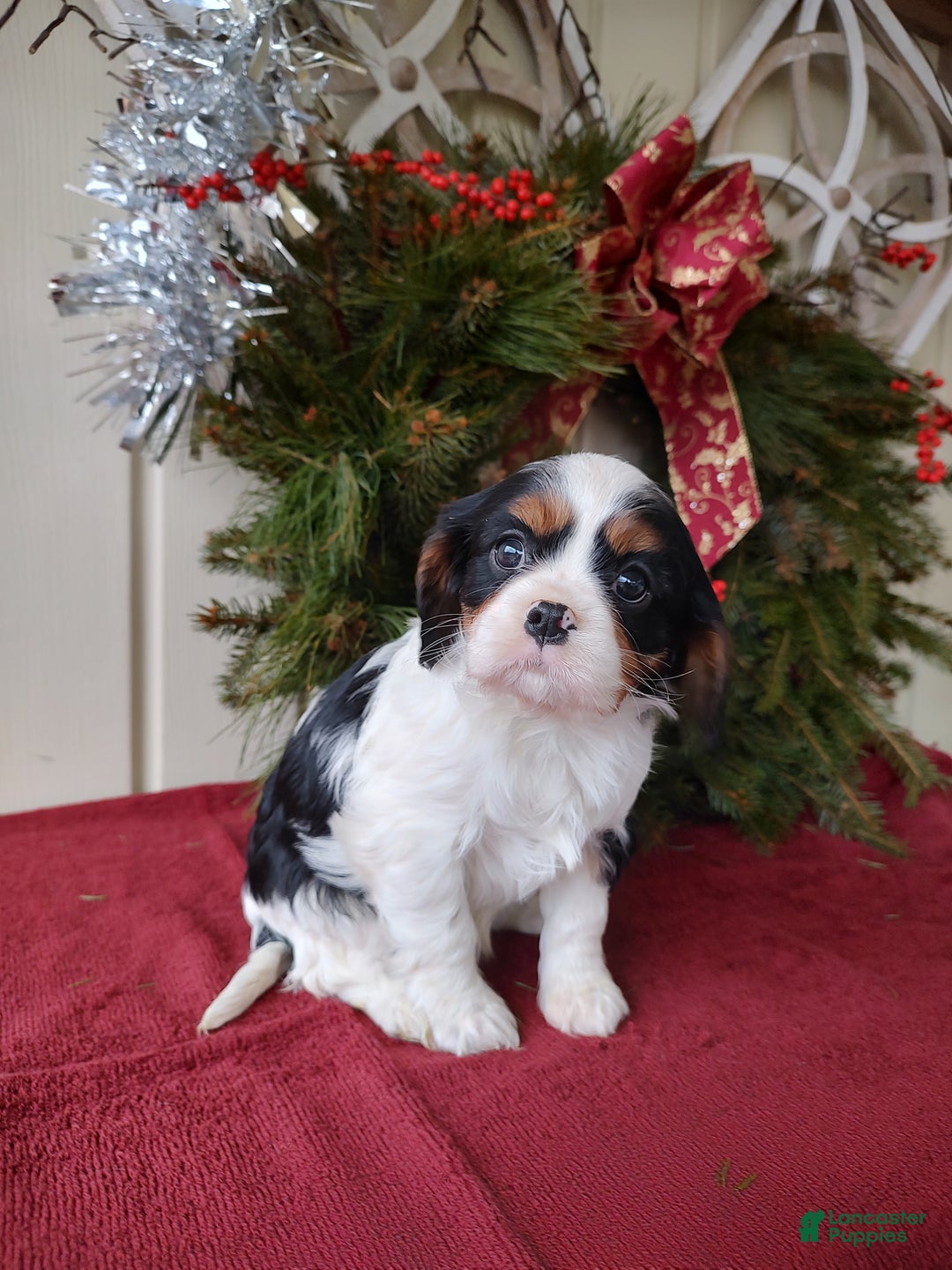 Cavalier King Charles Spaniel dogs for sale: Bruce - Ad 7