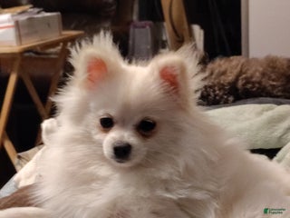 Pomeranian dogs Cecilia - Ad 25