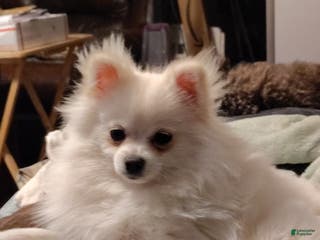 Pomeranian dogs Cecilia - Ad 11