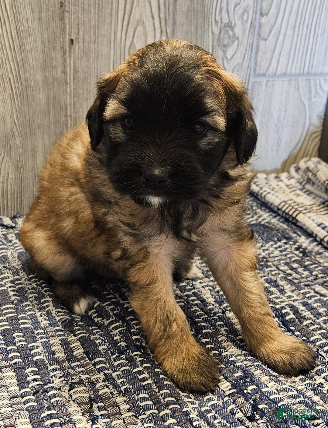 Mixed Breed dogs for sale: Rose - Ad 3