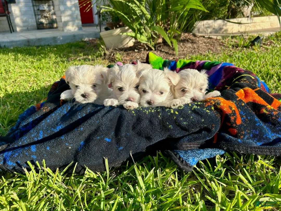 Maltese dogs for sale: Buddy - Ad 4