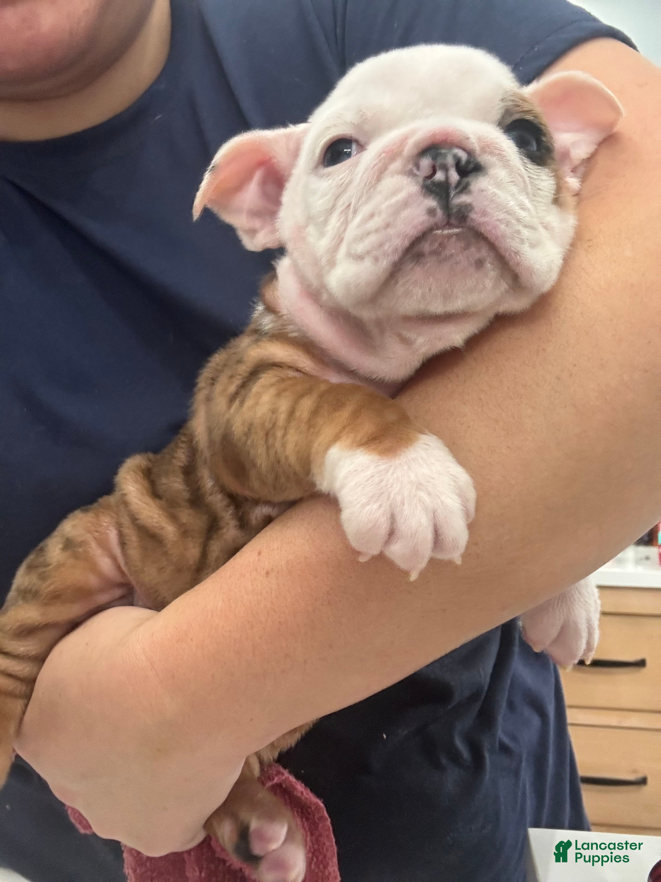 English Bulldog dogs English Bulldog Puppy 3 - Ad 12