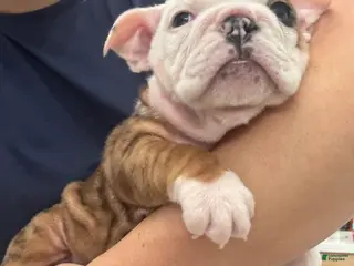 English Bulldog dogs English Bulldog Puppy 3 - Ad 12