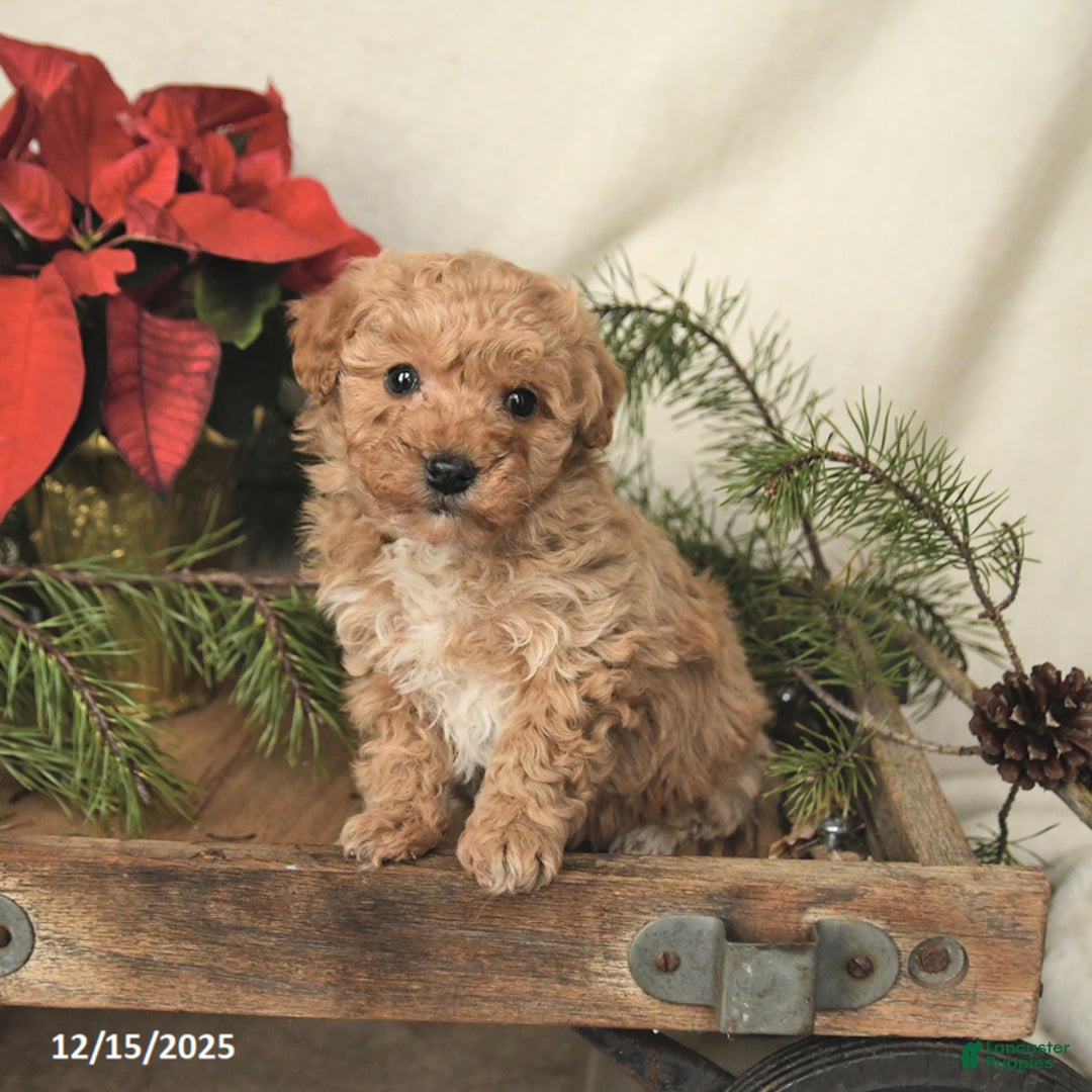 Sheltiedoodle dogs for sale: Raine - Ad 4
