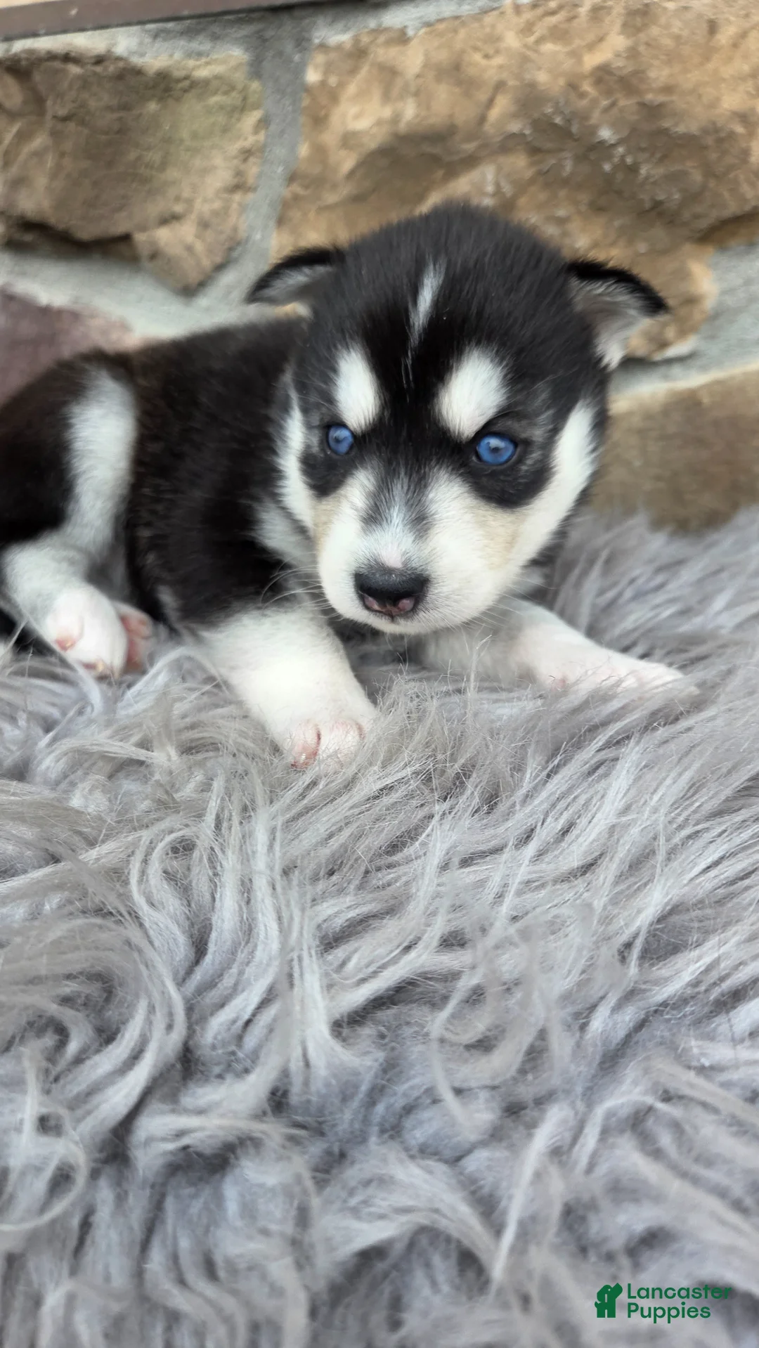 Siberian Husky dogs for sale: Everly - Ad 2
