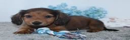 Miniature Dachshund dogs for sale: Israel - Ad 2