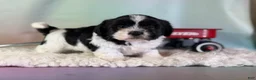 Teddy Bear dogs for sale: Baxter - Ad 2