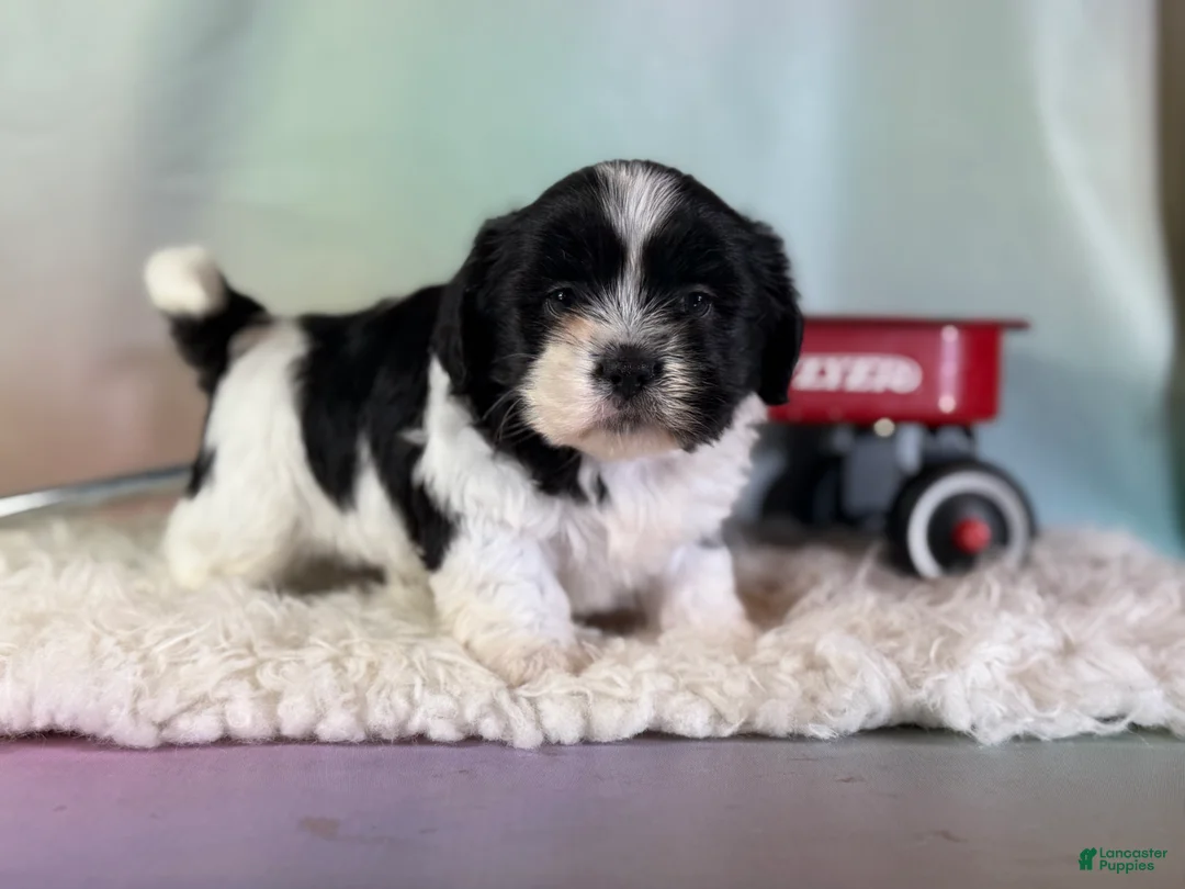 Teddy Bear dogs for sale: Baxter - Ad 2