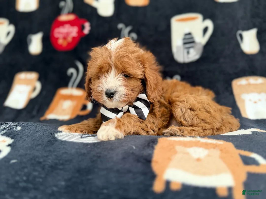 Cavapoo dogs for sale: Jackson - Ad 9
