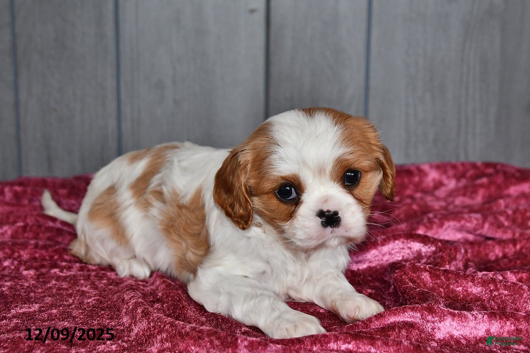 Cavalier King Charles Spaniel dogs for sale: Princess  - Ad 5