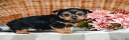 Yorkshire Terrier dogs for sale: Mack - Ad 8