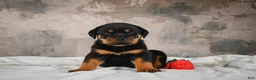 Rottweiler dogs for sale:  Callie 🌸 - Ad 10