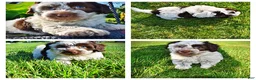 Havapoo dogs for sale: Chippy - Ad 1