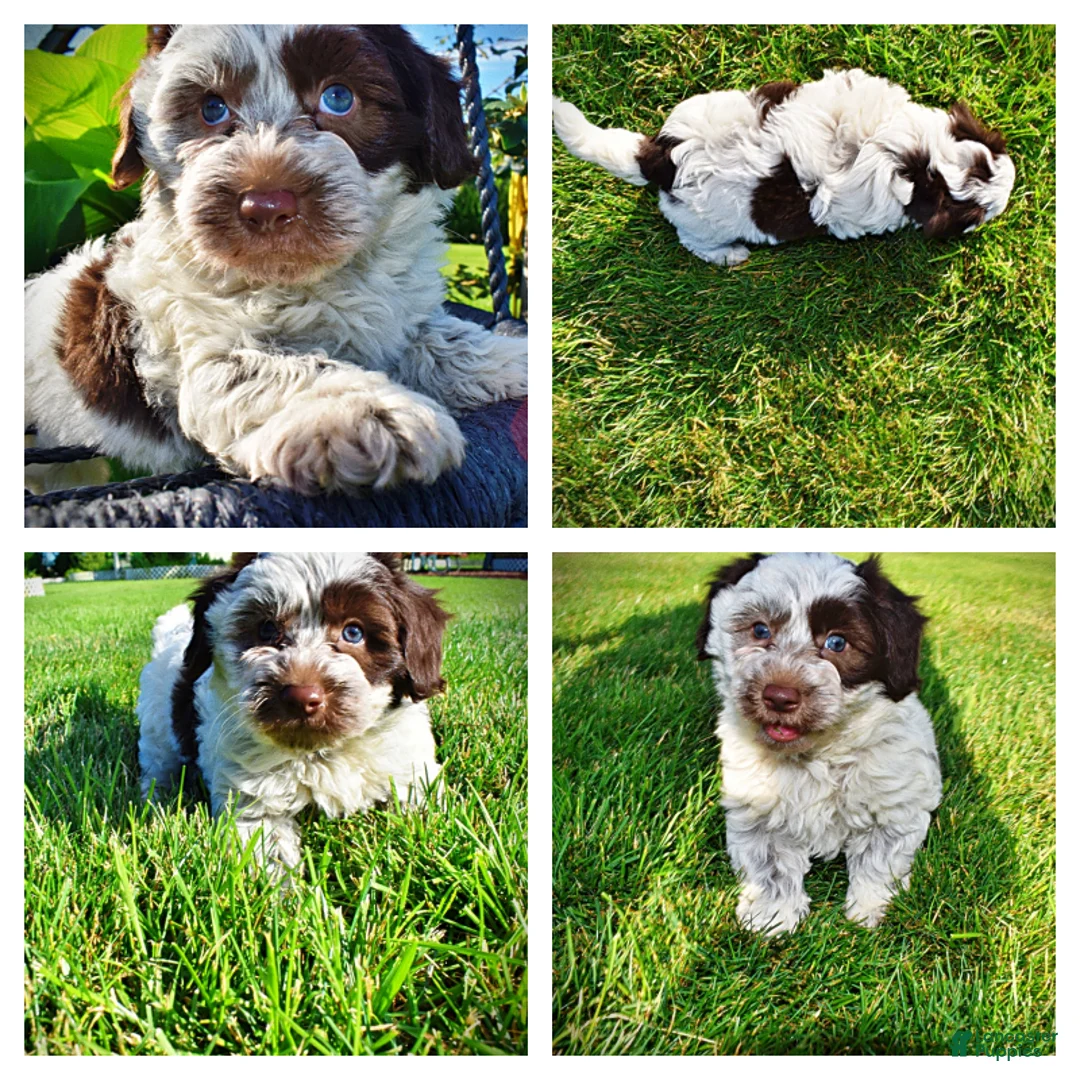 Havapoo dogs for sale: Chippy - Ad 1
