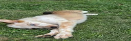 Mixed Breed dogs for sale: Taco - Ad 4