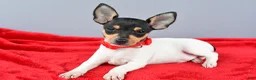 Toy Fox Terrier dogs for sale: Duke - Ad 3