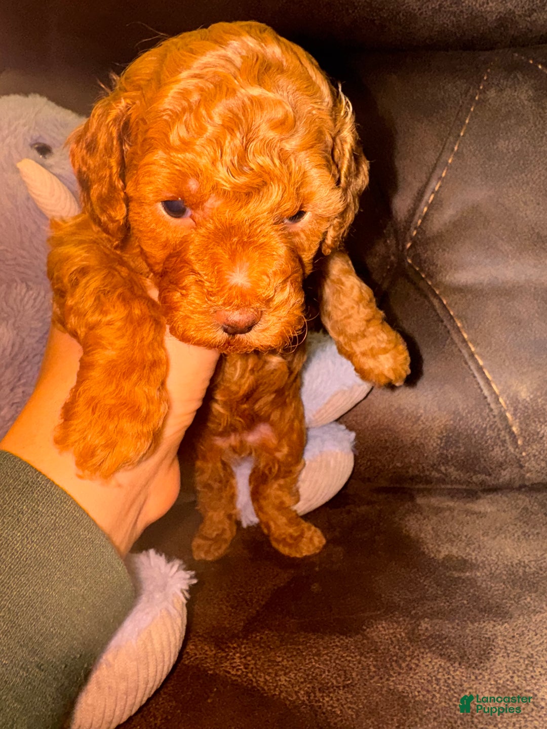 Miniature Poodle dogs for sale: Miniature Poodle Lulu - Ad 1