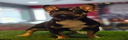 French Bulldog dogs for sale: Armani - Ad 3