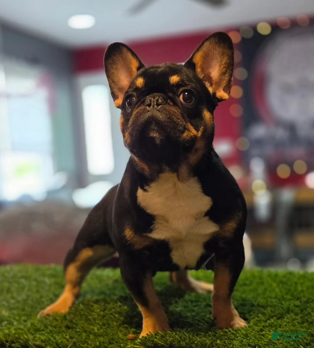 French Bulldog dogs for sale: Armani - Ad 3