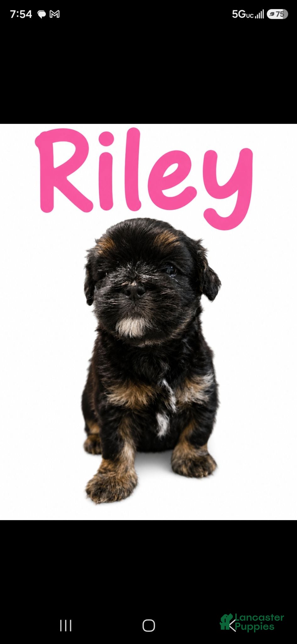 Maltipoo dogs RILEY  - Ad 1