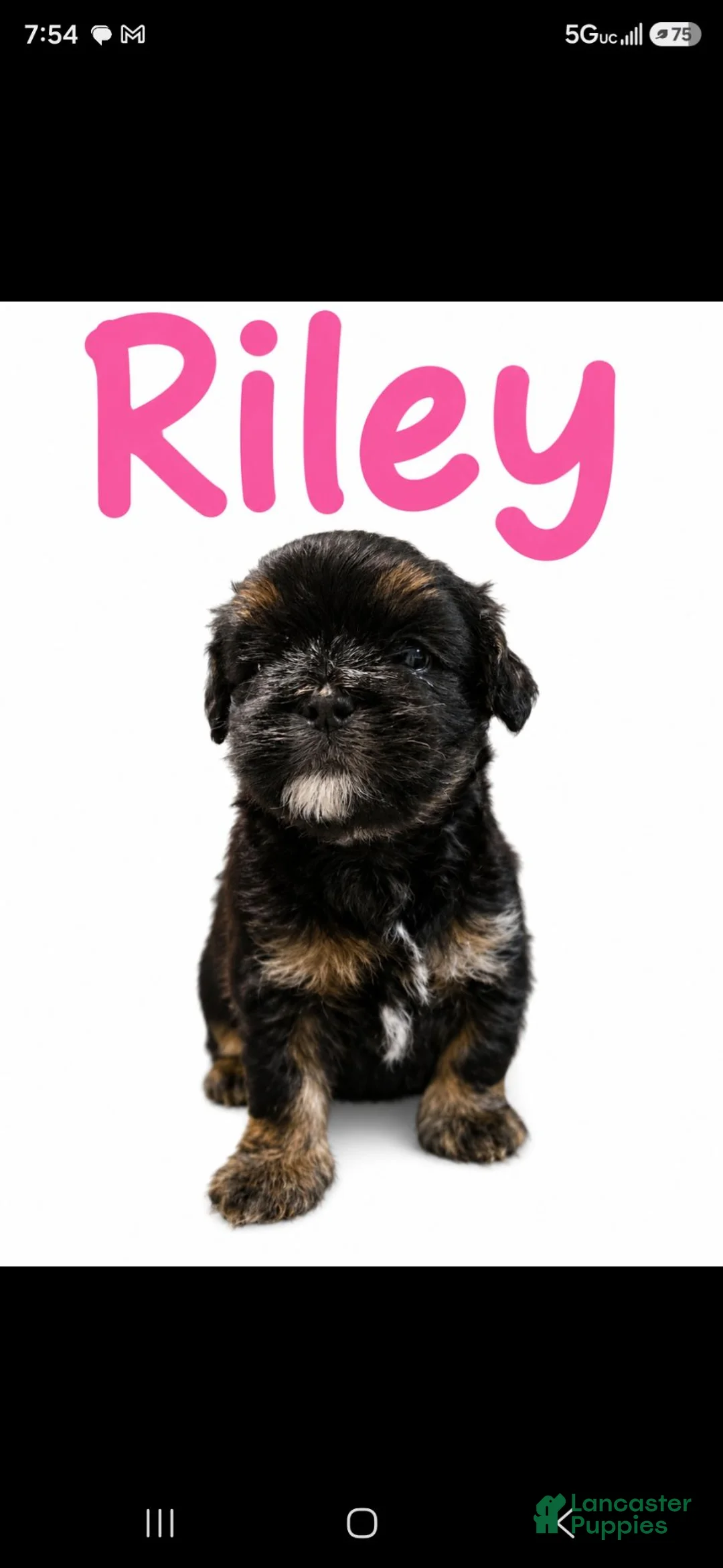 Maltipoo dogs for sale: RILEY  - Ad 1