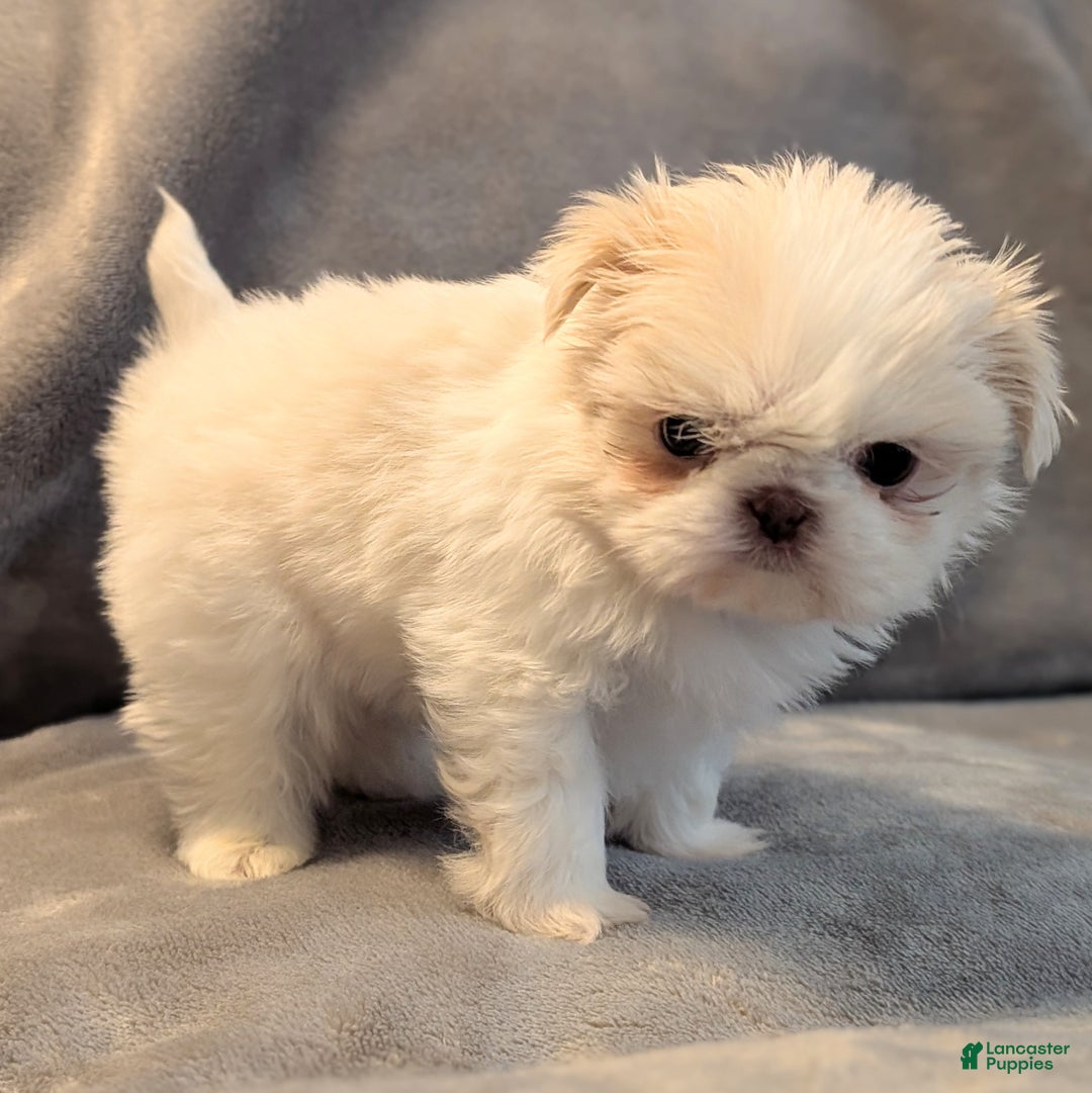 Shih Tzu dogs for sale: Finch - Ad 3
