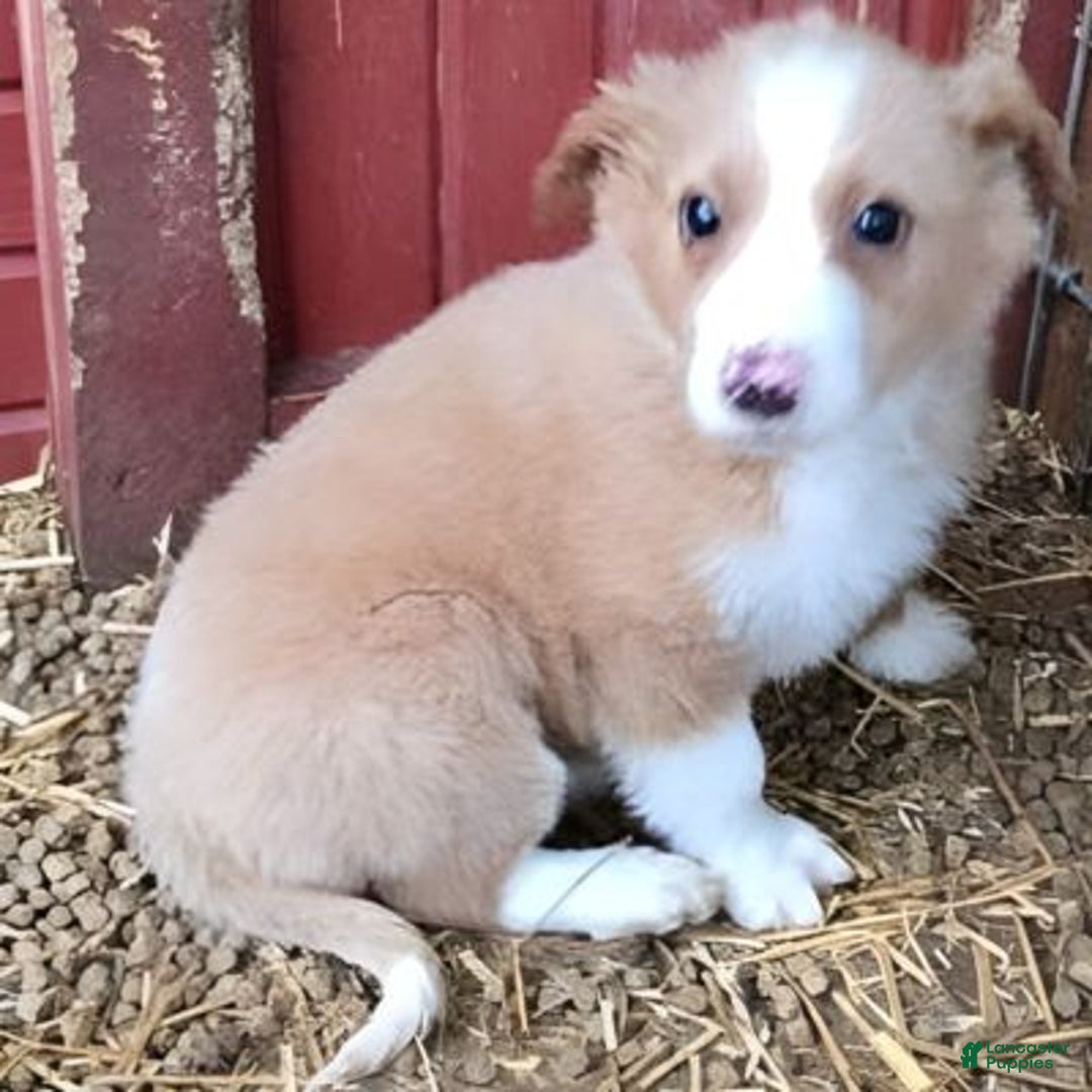 English Shepherd dogs for sale: Shayla English Shepherd  - Ad 3