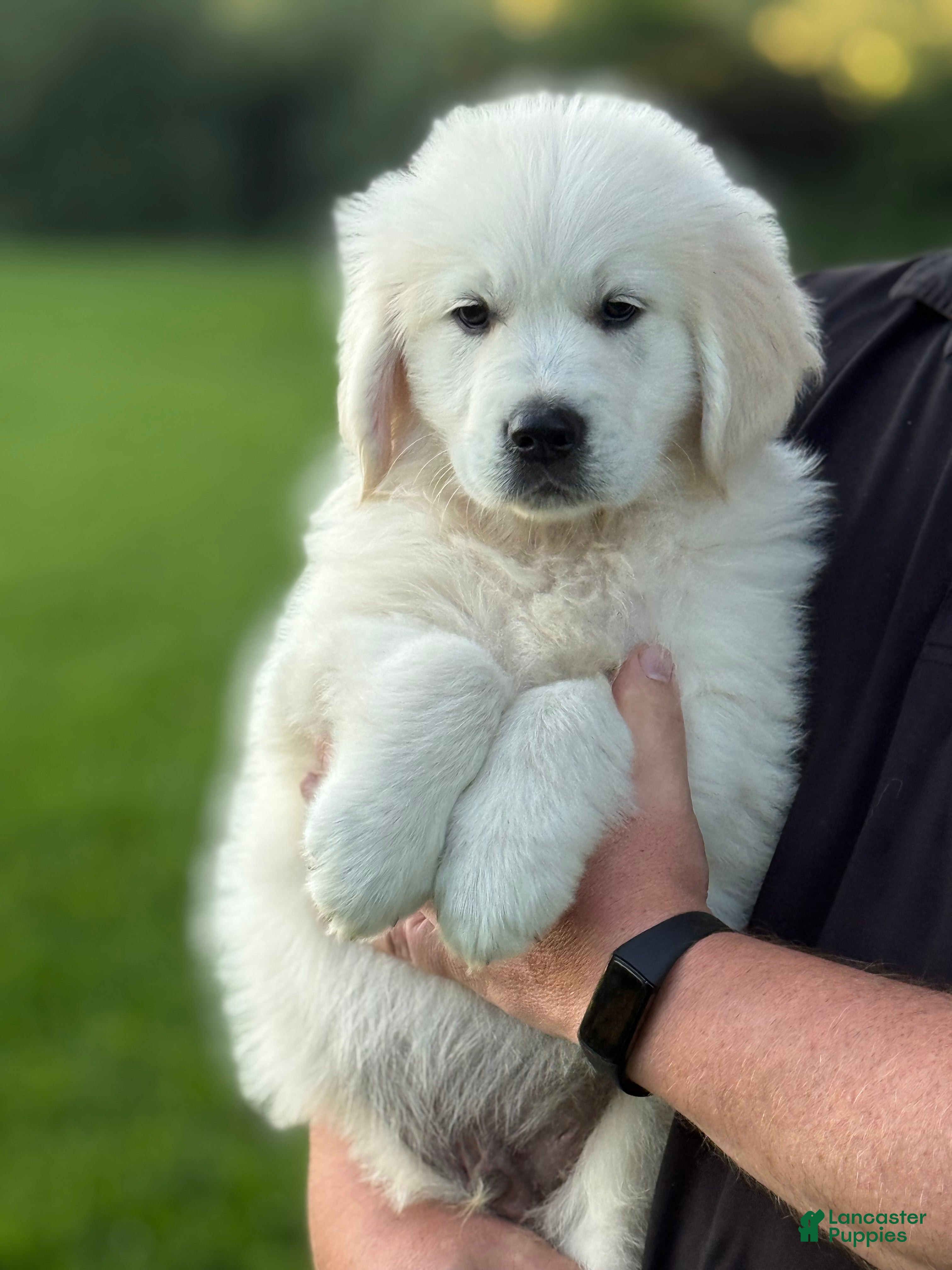 Golden Retriever dogs Marley  - Ad 19