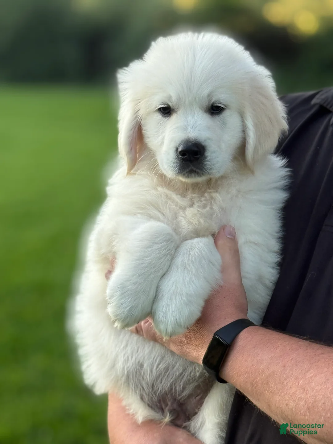 Golden Retriever dogs for sale: Marley  - Ad 1