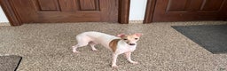 Italian Greyhound dogs for sale: Robbie - Ad 12