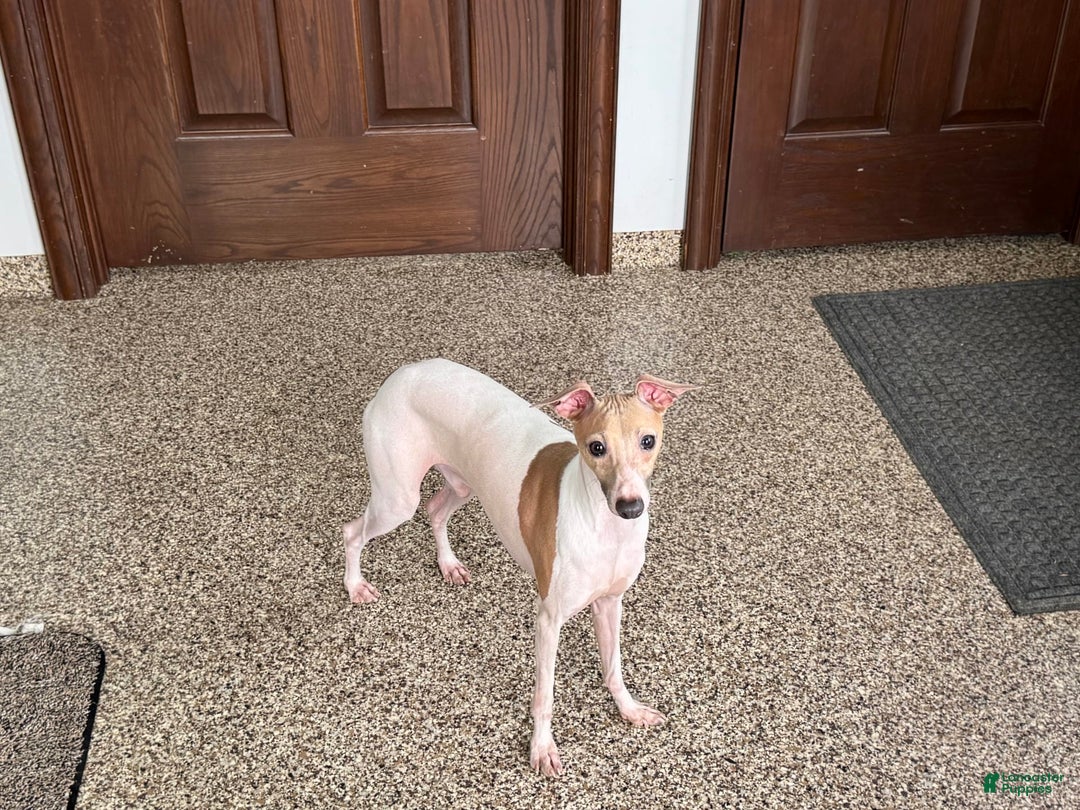 Italian Greyhound dogs for sale: Robbie - Ad 12