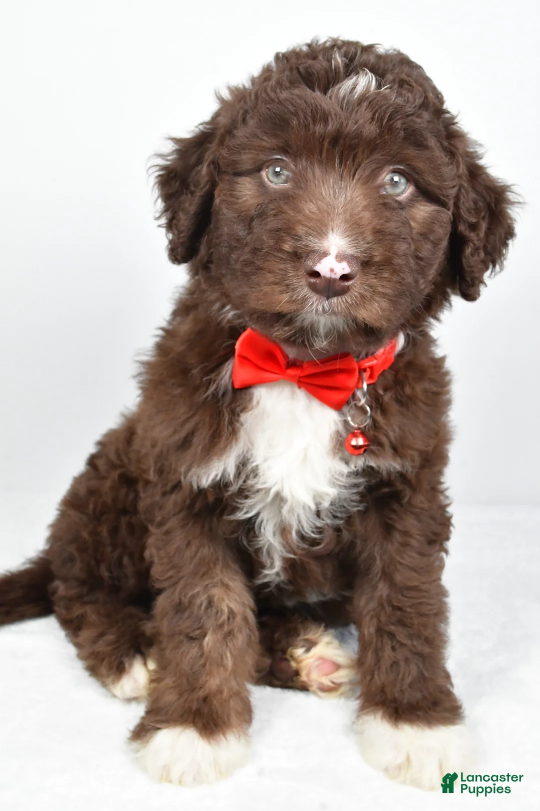 Mini Aussiedoodle dogs for sale: Shadow - Ad 3