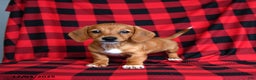 Miniature Dachshund dogs for sale: Zoe - Ad 1